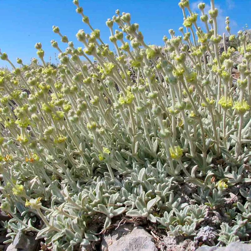 Thé Grec Des Montagnes