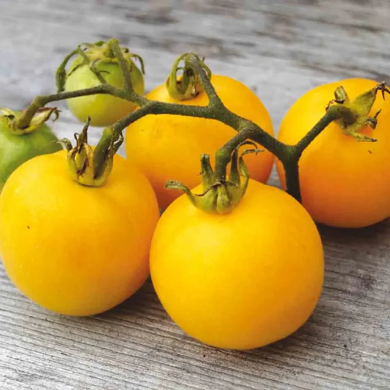 Tomate Peche Jaune