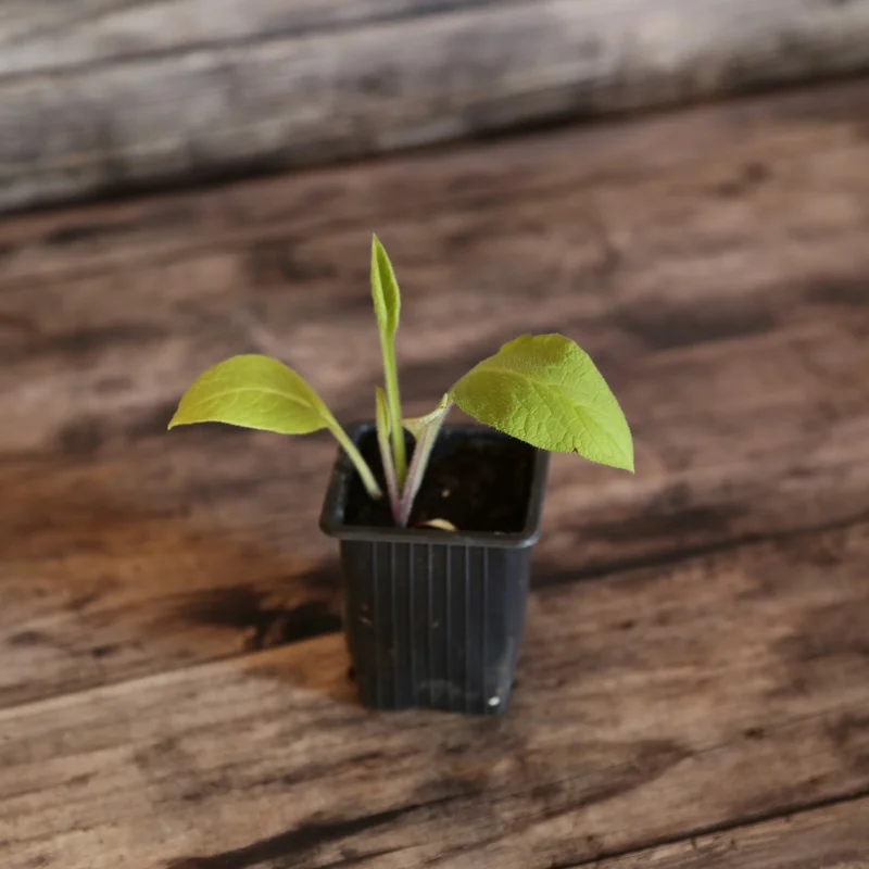 Consoude A Grandes Fleurs