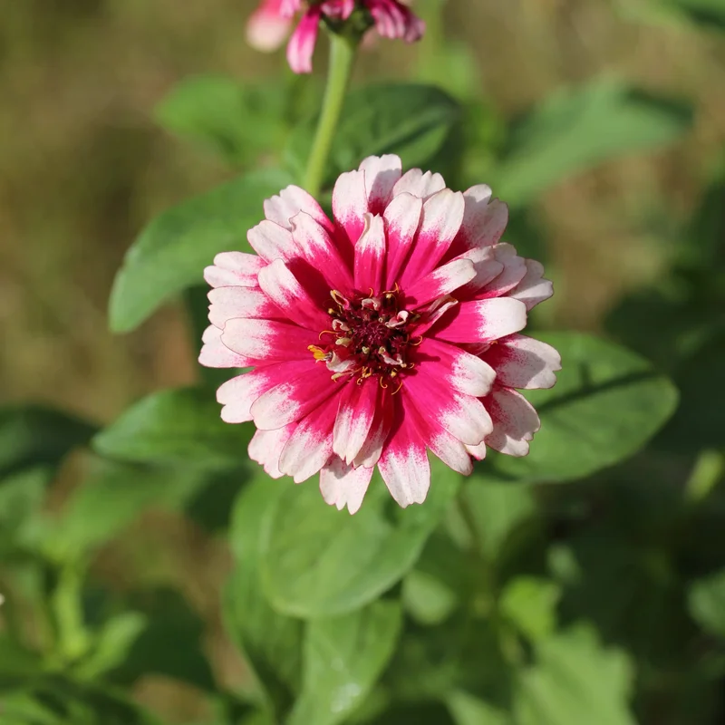 Zinnia Mazurkia