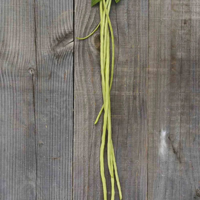 Haricot Serpent Ou Dolique Asperge Rouge Taiwan Hongdoujiao