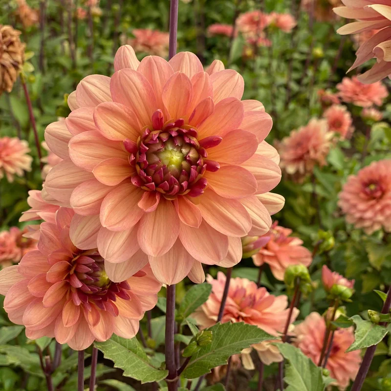 Dahlia Decoratif Château De La Bourdaisière