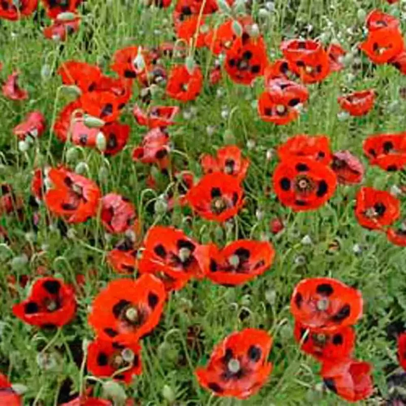 Coquelicot Pierrot Ou Coccinelle
