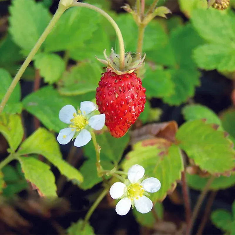 Fraisier Reine Des Vallees