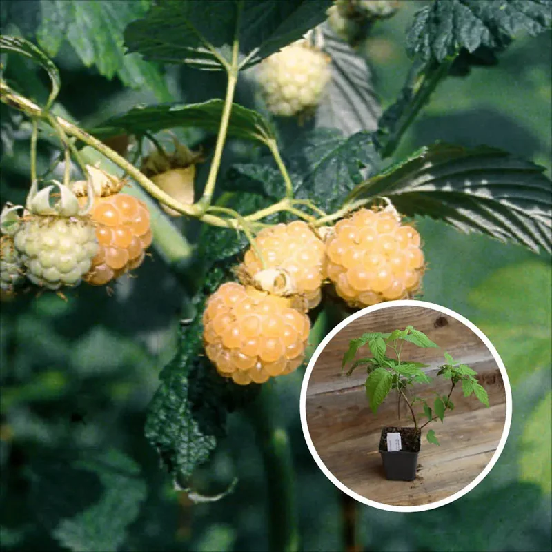 Framboisier Surprise D'automne