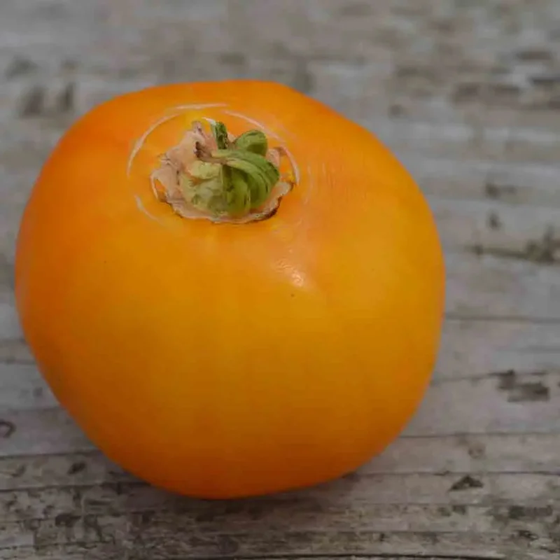Tomate Manyel