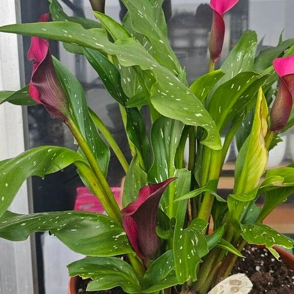 Arum