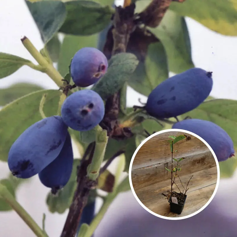 Chèvrefeuille Comestible Edulis