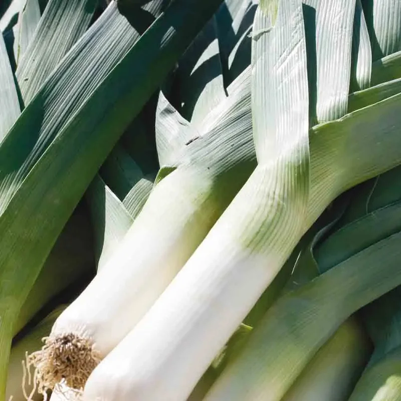 Poireau Geant D'hiver 2