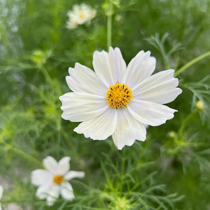 Cosmos Japanese Kiiro