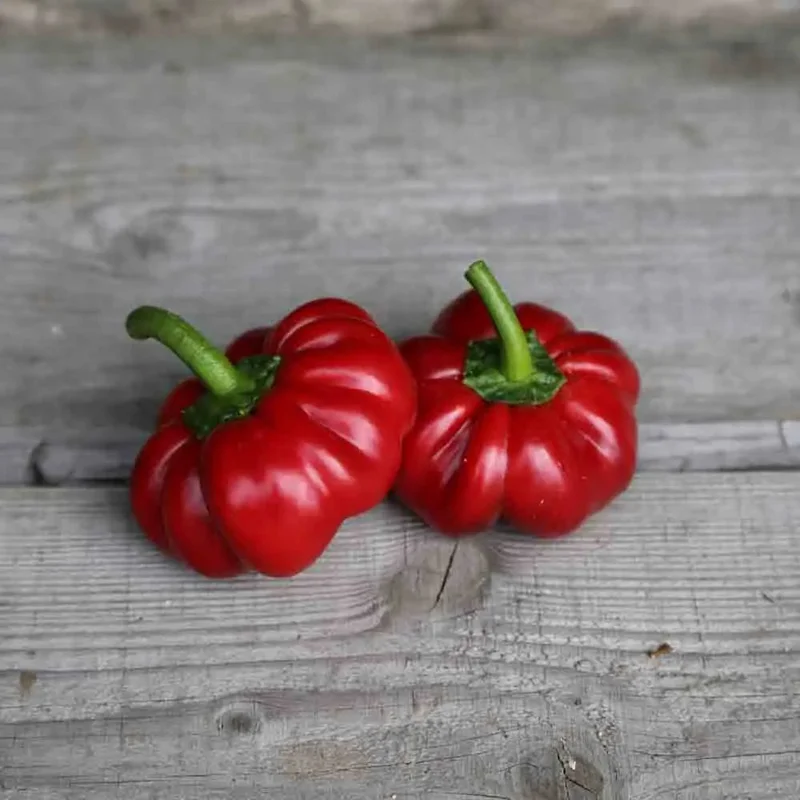 Piment Tomate