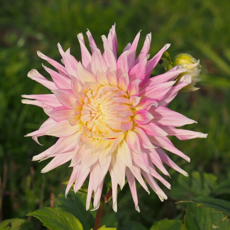 Dahlia Cactus Kiev