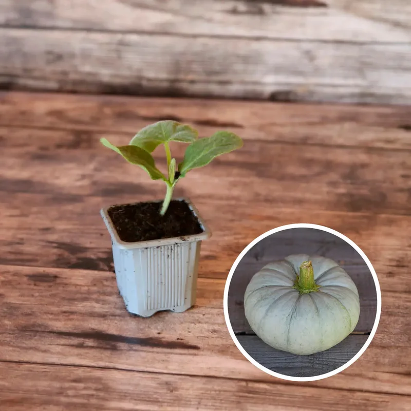 Potiron Bleu De Hongrie