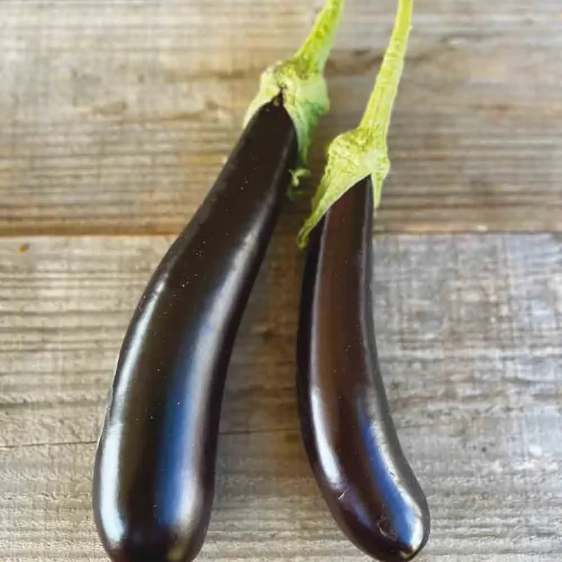 Aubergine De Barbentane