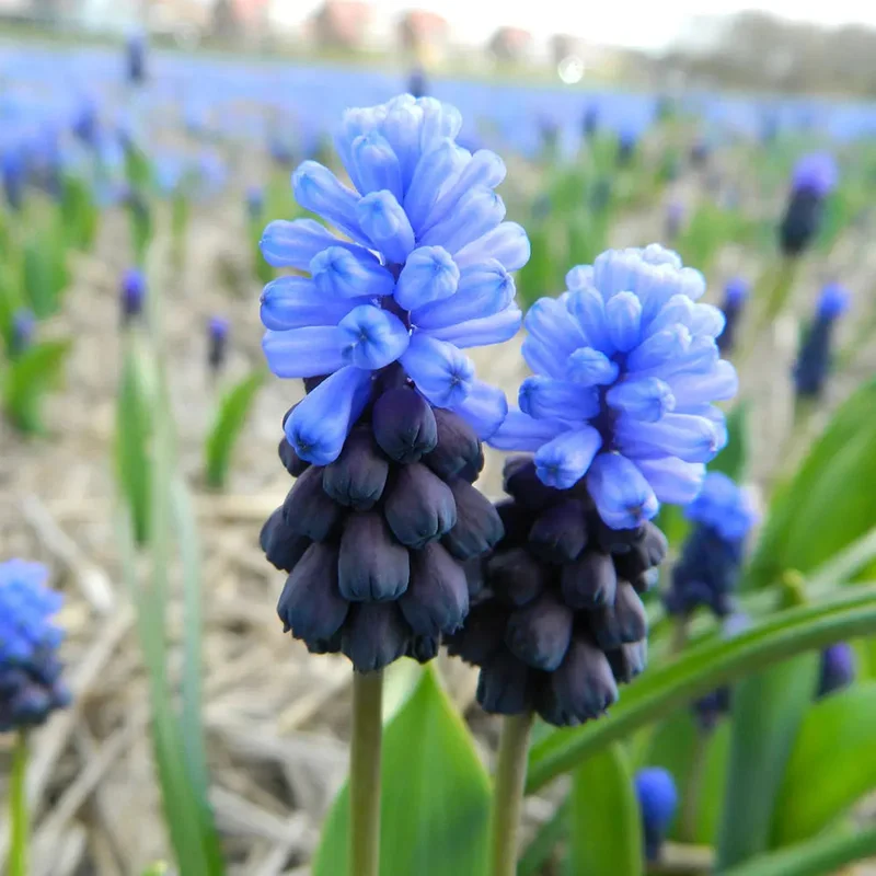 Muscari Latifolium