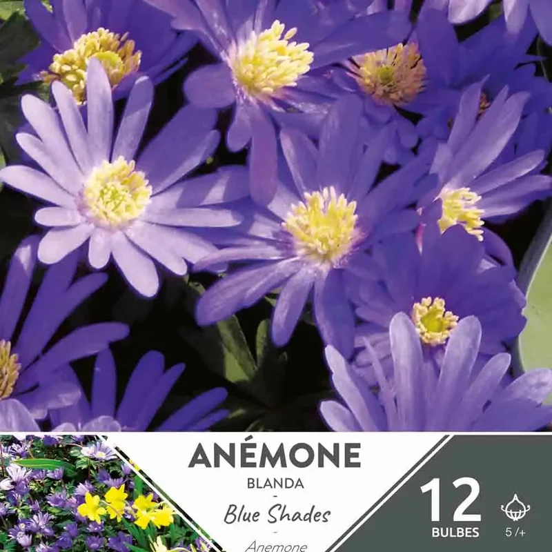 Anémone Blanda Blue Shades
