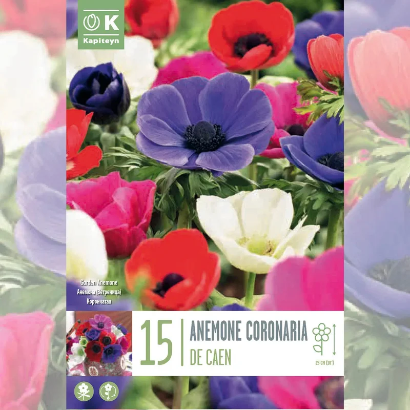 Anémone Coronaria De Caen