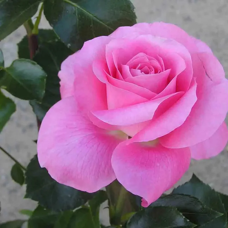 Rosier Nicole Calfan