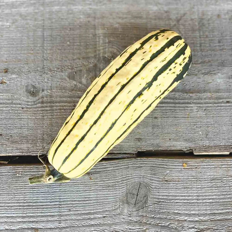 Courge Delicata Ou Sweet Potato