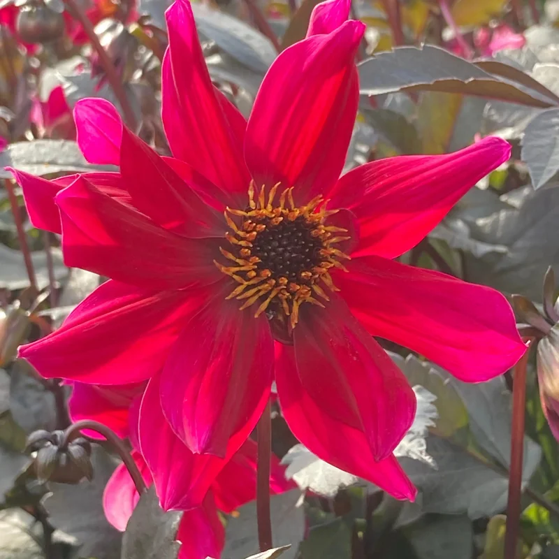 Dahlia Pride One