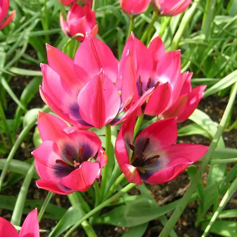 Tulipe 'little Beauty'
