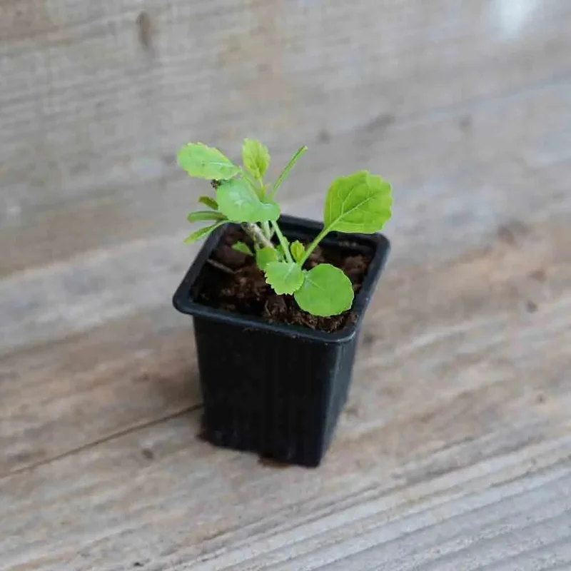 Chou Perpetuel Daubenton