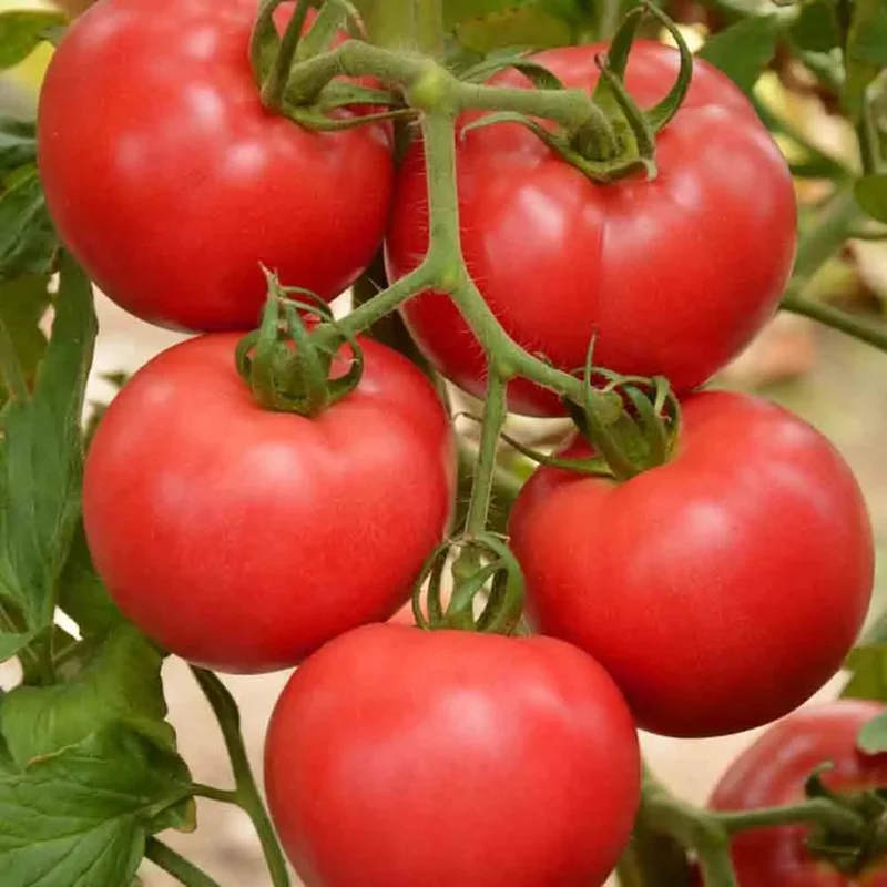 Tomate Faworyt Raspberry