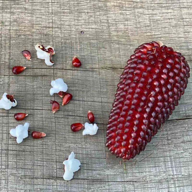 Maïs Pop Corn Fraise