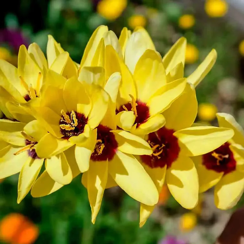 Ixia En Mélange