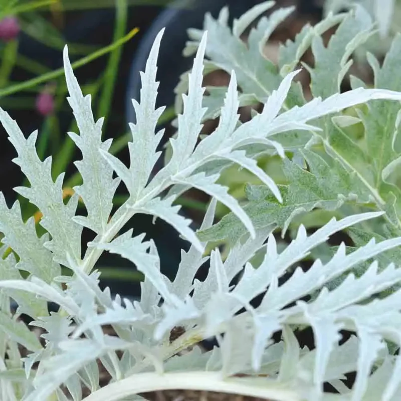 Cardon Géant De Rome