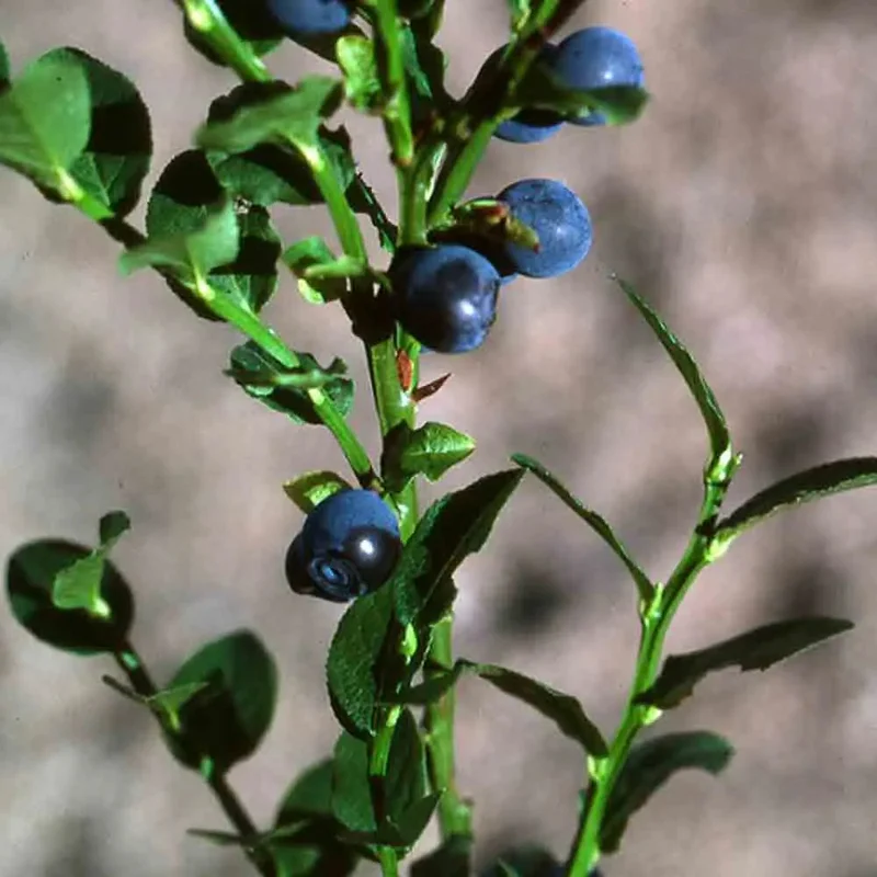 Myrtillier Sauvage
