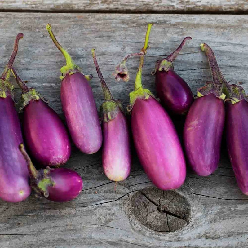 Aubergine Violette De Toulouse