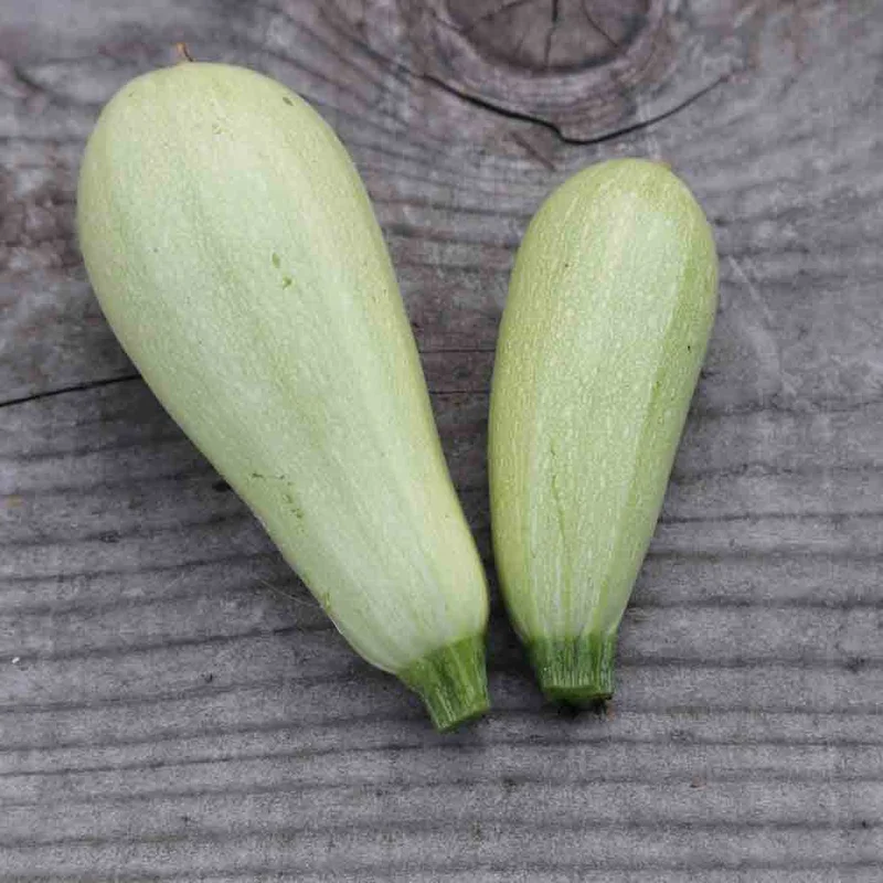 Courgette Lebanese White Bush