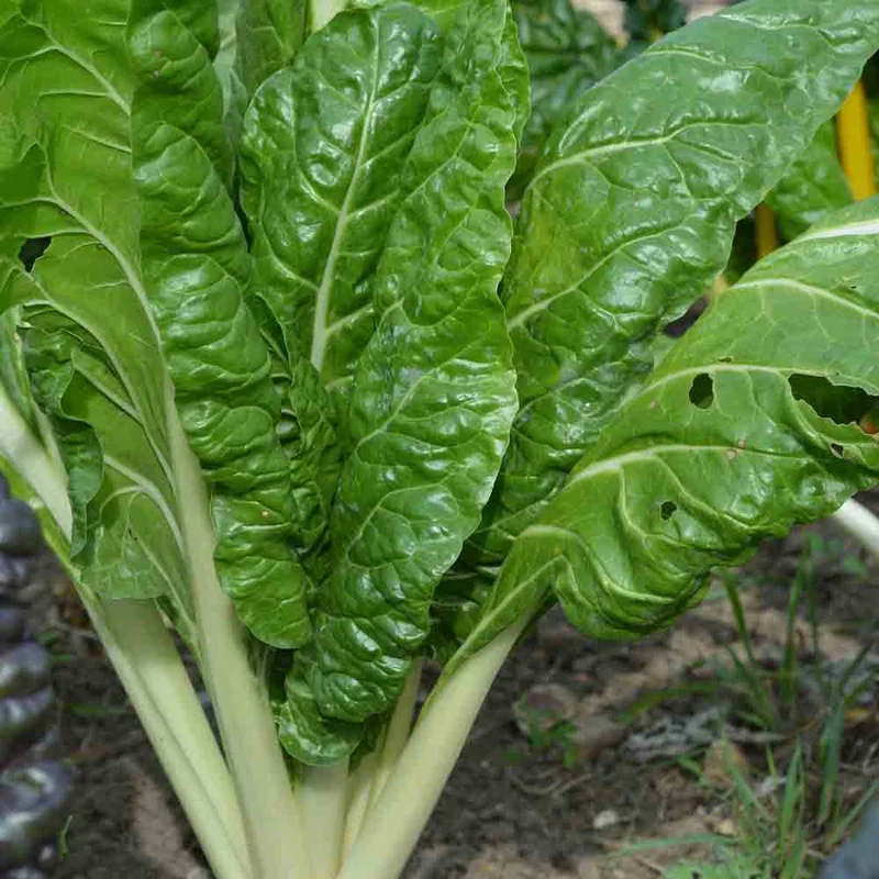 Poiree Verte A Couper