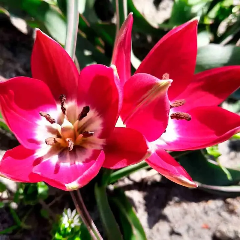 Tulipe 'tiny Timo'