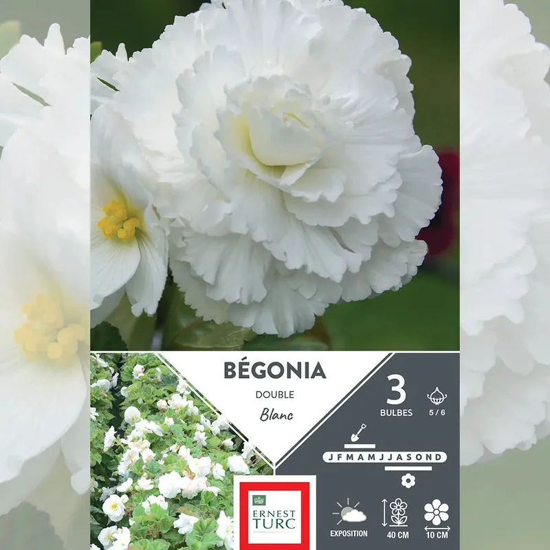 Bégonia Double Blanc