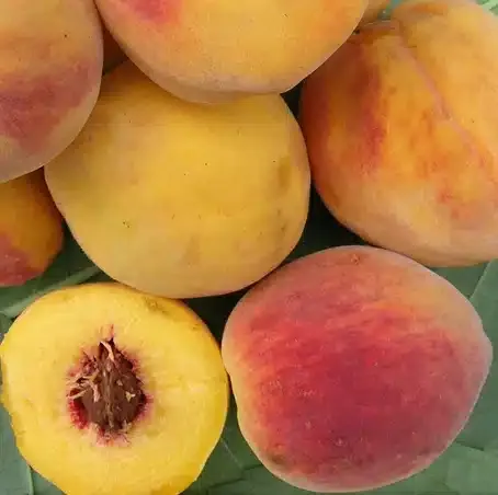 Pêcher de vigne à chair jaune