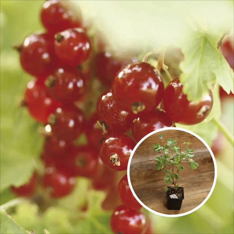 Groseillier À Grappes Junifer