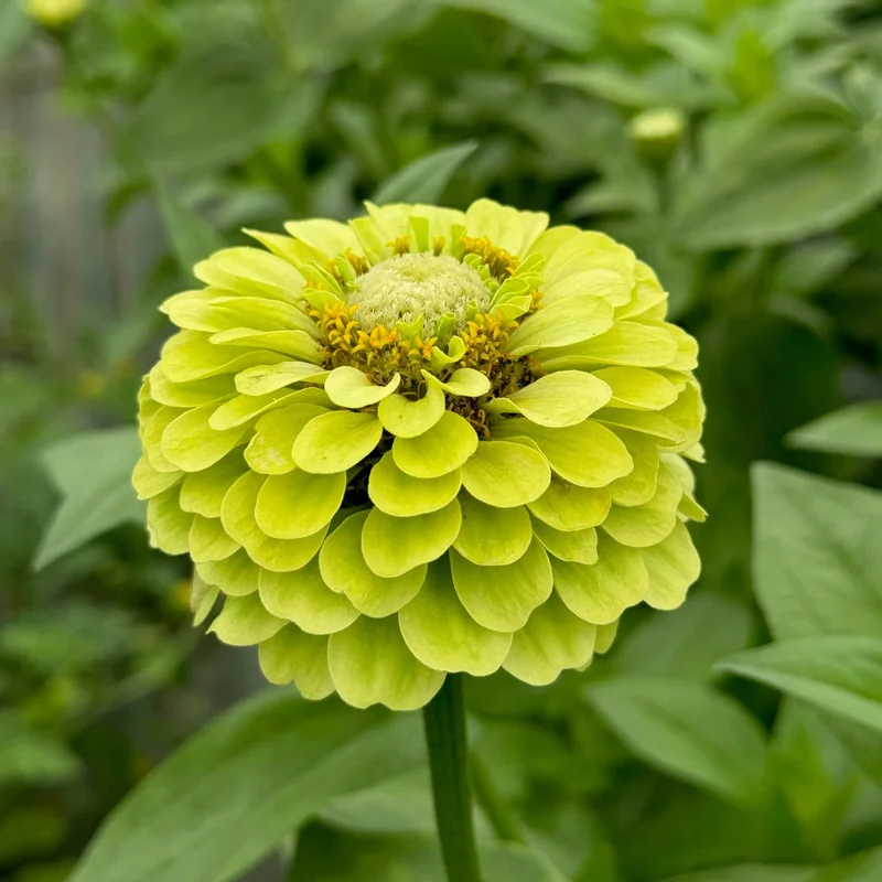 Zinnia A Fleurs De Dahlia Green Envy