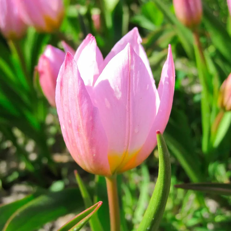 Tulipa Bakerii 'lilac Wonder