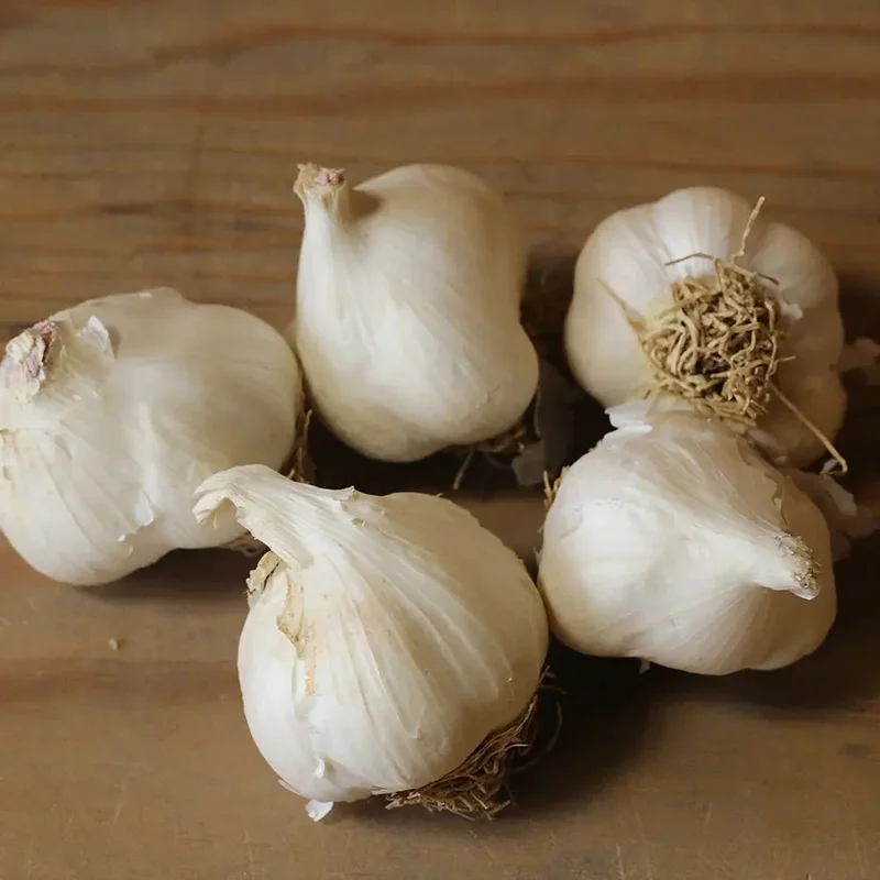 Ail Rose Sans Baton Cristo