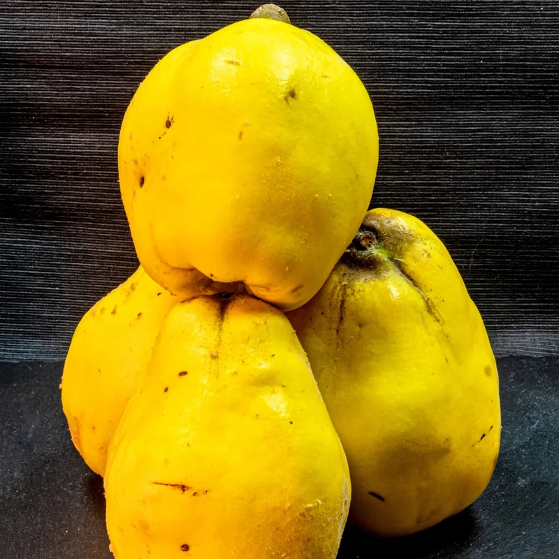 Cognassier Geant De Vranja