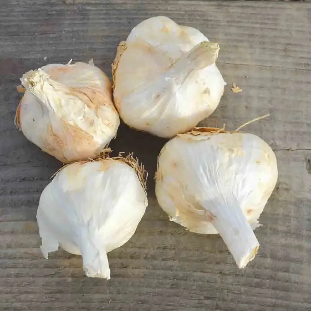 Ail Blanc Messidrome