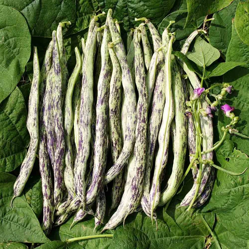 Haricot A Rames Vigneronne