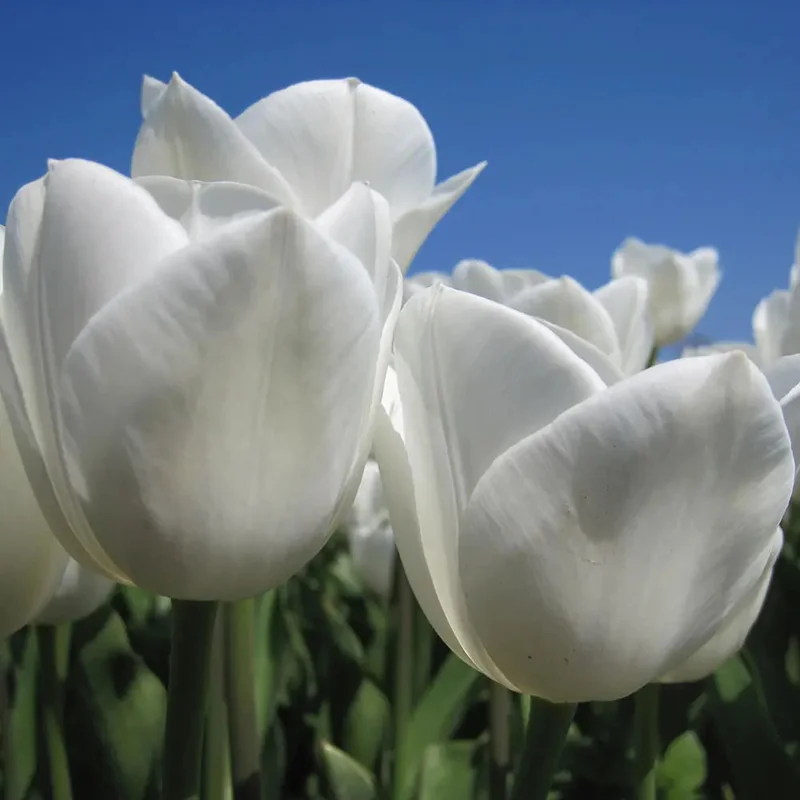 Tulipe Royal Virgin