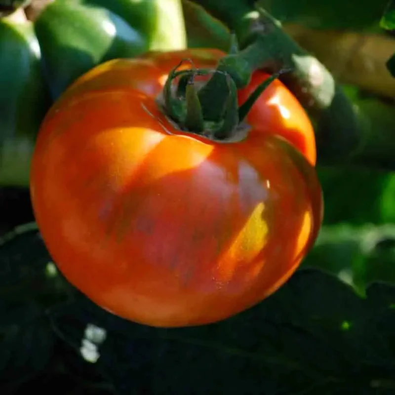 Tomate Royale Des Guineaux